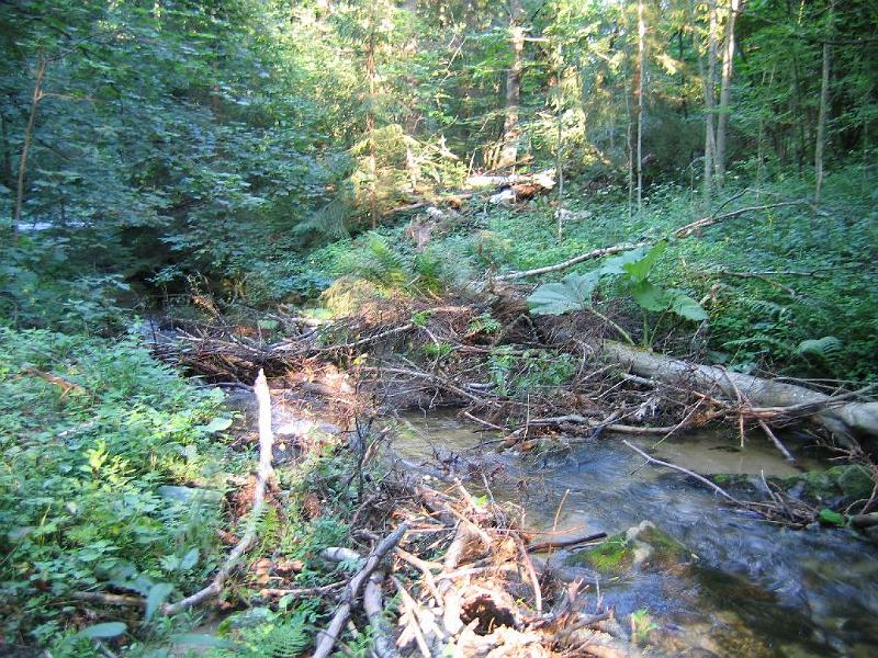 neuIMG_0917.JPG - auf der Rückfahrt in der Slowakei