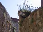 thumbs/neuimg_1946.jpg