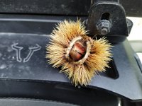 2022-10-19-12h55m48  Die Esskastanien findet man auf allen kleinen Straßen. Vorsicht beim darüber fahren.